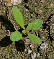 dwarf sweet alyssum lobularia maritima