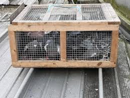 pigeon trapping in linlithgow hanlon