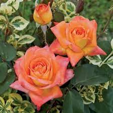 ESOTICA Barni rosa cespuglio arbusto medio – La Rosa del Borghetto