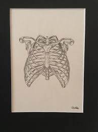 Rib cage, in vertebrate anatomy, basketlike skeletal structure that forms the chest, or thorax, and is made up of the ribs and their corresponding attachments to the sternum (breastbone) and the vertebral column.the rib cage surrounds the lungs and the heart, serving as an important means of bony protection for these vital organs.in total, the rib cage consists of the 12 thoracic vertebrae and. Rib Cage Anatomy Original Pencil Drawing Www Etsy Com Li Flickr