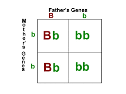A punnett square is a chart that. Which Traits Will Your Children Inherit American Council On Science And Health