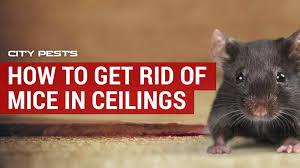 Mice In Ceilings And Between Floors