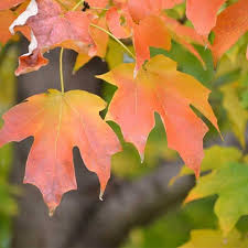 how many kinds of maple trees are there