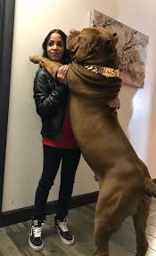 We did not find results for: Check Out This Insanely Huge Dog