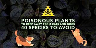 Poisonous Plants To Keep Away From Cats