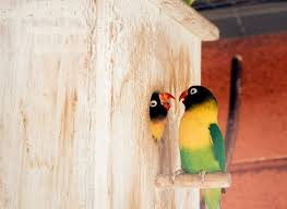 breeds and types of lovebirds most