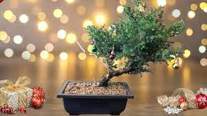 12 holiday bonsai gift ideas for the