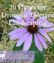 If you aren't sure about your hardiness zone, click on the link under the search box that says find hardiness zone, and enter your zip code. 20 Drought Tolerant Plants For Your Zone 3 Garden Joybilee Farm Diy Herbs Gardening