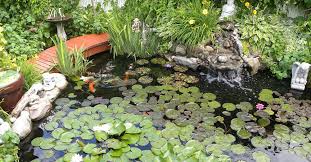 Pond Supplies Make The Most Of Your