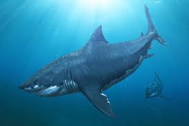 megalodon facts about the long gone