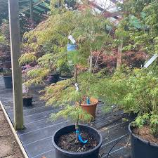 Acer Palmatum Dissectum Japanese Maple