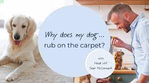 why does my dog rub on the carpet
