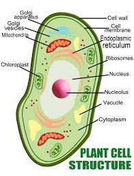 plant cell vs a human cell