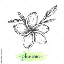 hand drawn plumeria flowers fl