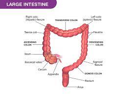 where can the large intestine be seen
