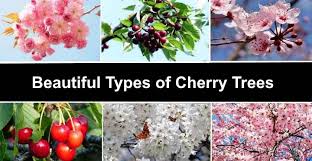 How to prune a cherry tree. Types Of Cherry Trees Leaves Flowers Fruit Pictures