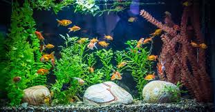 Vastu For Fish Aquarium At Home Types