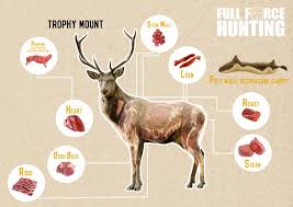 Full Force Australian Hunting Blog How To Skin A Deer Venison