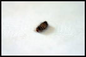 what causes carpet beetles and how to