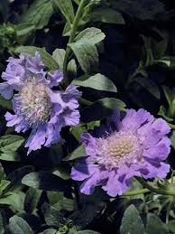 how to plant and grow pincushion flower