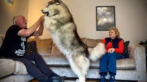 Giant Husky Reacts To Grandparents Reunion! He's So BIG!! - YouTube