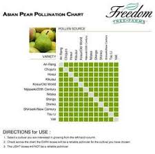 Asian Pear Pollination Chart Apple Tree Pear Trees Pear