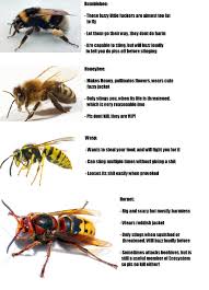 Useful Guide To Differentiate Between Wasps Bees Hornets