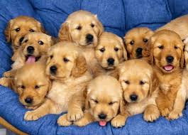 100 cute little puppies wallpapers