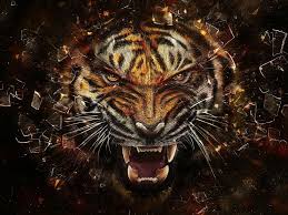 1900 tiger wallpapers