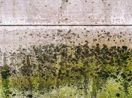 Is Green Mold Dangerous Mold Masters