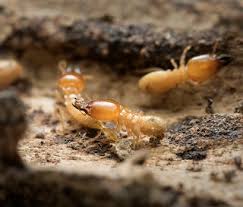 termite identification guide ehrlich