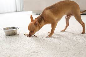 my dog push his food with his nose