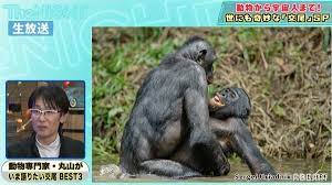 人間そっくりなチンパンジーの仲間「ボノボ」の性事情 ディープキスに喧嘩からの仲直りも | バラエティ | ABEMA TIMES | アベマタイムズ