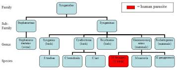 File Syngamidae Taxonomy Chart Jpg Wikipedia