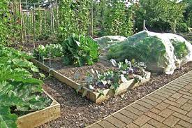 raised bed basics gardening austin
