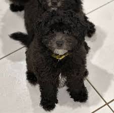 toy poodle x bichon frise only one