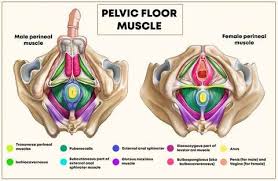 pelvic floor health
