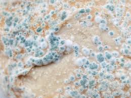 symptoms of mold exposure in house and