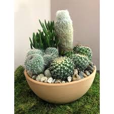 Cactus And Succulents Succulent