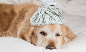 愛犬が夏にぐったり…リフォームで考えたい、暑さ・熱中症から守る方法 | 住宅リフォームのヒント集 | Panasonic