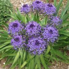 Bulbs vary in size, shape and even type. The Top 50 Most Popular Spring Blooming Bulbs And Succulents Garden Org