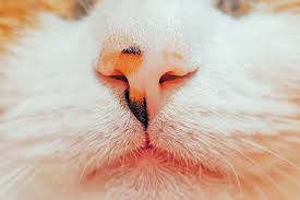 Signs of discomfort include sneezing and having difficulty in breathing. The 10 Cutest Parts Of Cats Modern Cat