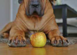 can pets have apple cider vinegar petmd