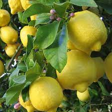 Citrus Tree Lemon Dobies