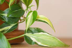 How to Grow Philodendron 'Rio': Care Tips & Tricks