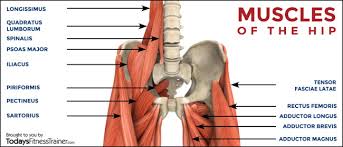 The hip muscles encompass many muscles of the hip and thigh whose main function is to act on the thigh at the hip joint and stabilize the pelvis. Back Workouts Low Back Pain Yoga And More