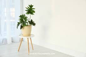 Large House Plants And Tall House Plants