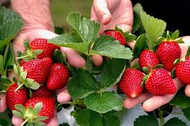The strawberry was of a japanese variety called amaou. Why The Future Of Growing Strawberries In Australia May Be Up In The Air Abc News