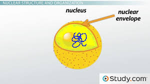 Look at the following diagrams of different animal cells.why do they have different structures? Structure Of The Nucleus Nucleolus Nuclear Membrane And Nuclear Pores Video Lesson Transcript Study Com