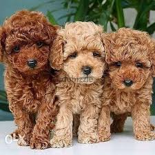 poodle toy puppies available small size